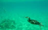 « Mon ami le Cormoran » (My Friend The Cormorant)