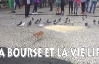 La danse du chat et des pigeons